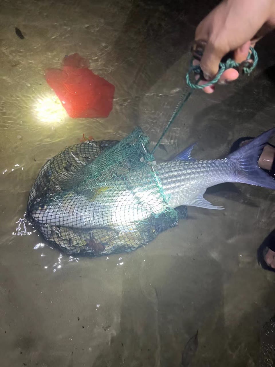 深度赶海夜间围网鱼获参考