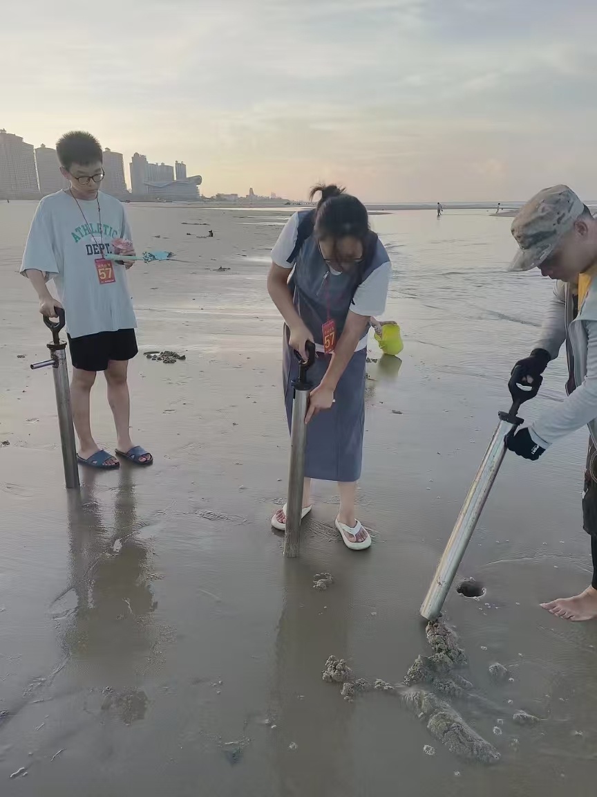 游客在浅水滩涂体验抽金虾
