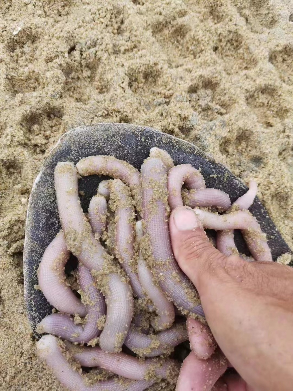 北海赶海深挖海沙虫实拍