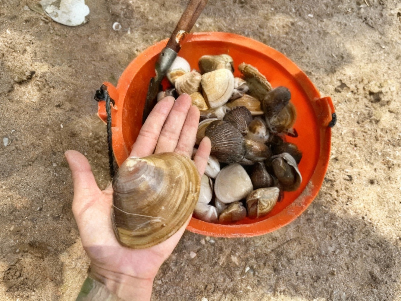 北海赶海挖到的贝类收获