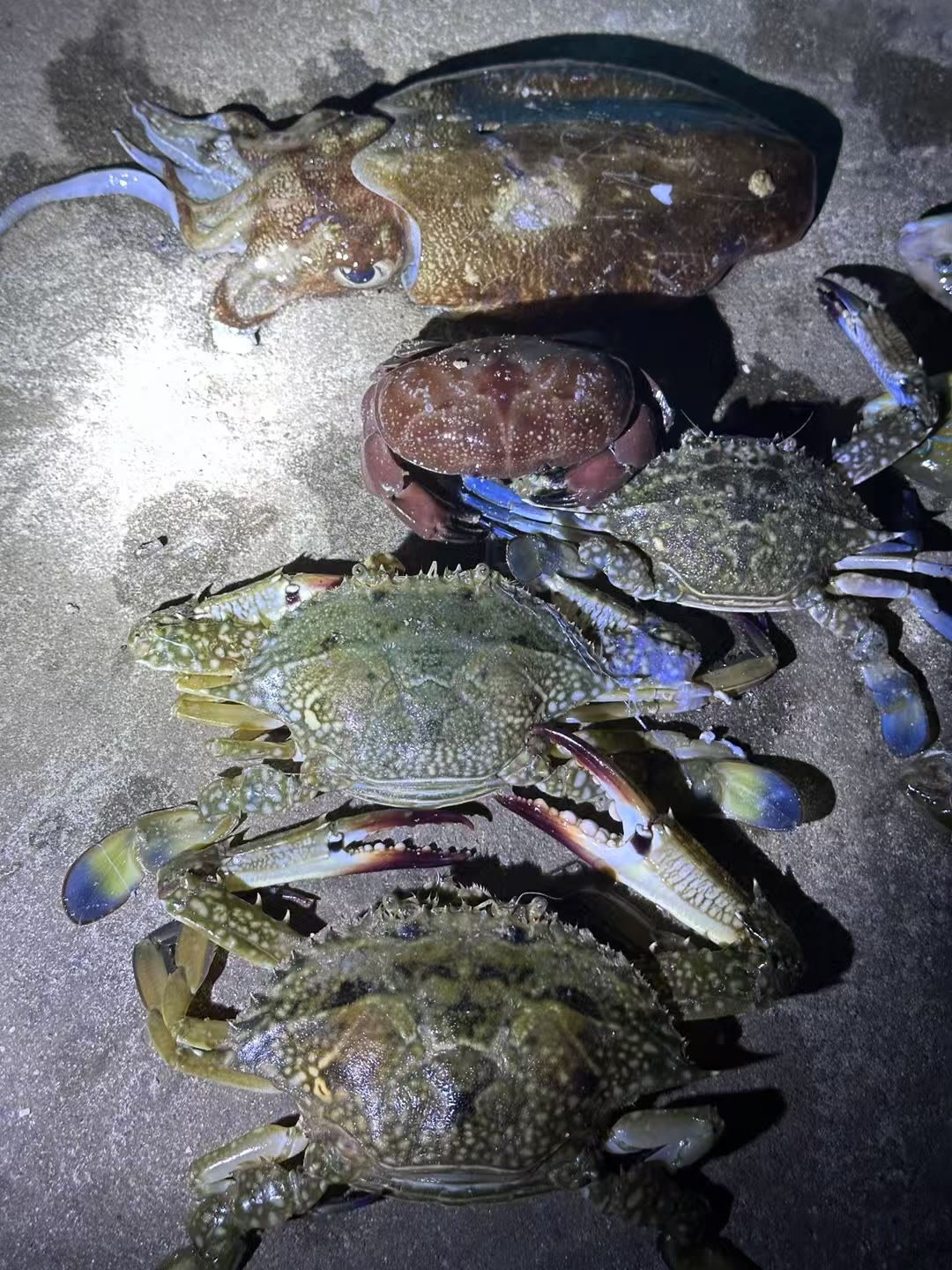 涠洲岛夜间赶海鱼蟹收获参考
