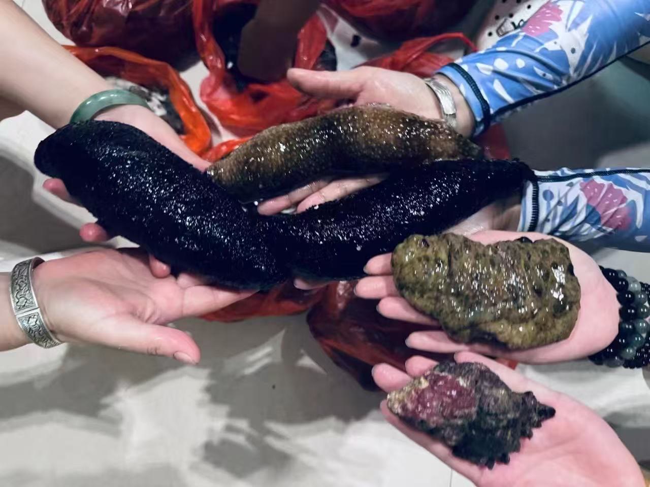 涠洲岛大潮赶海手持海参海螺参考